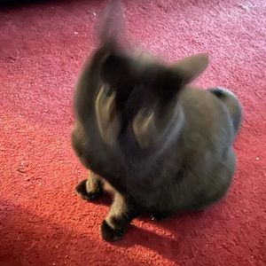 Meet your Posher, Deanna